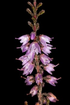 Close up view detail of a Common Heather (calluna vulgaris) wild flower.