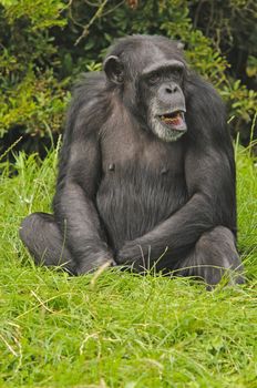 Close up of a Chimpanzee (pan troglodytes)