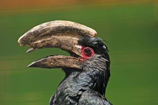Close up of a Trumpeter Hornbill, Bycanistes bucinator