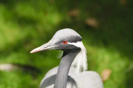 Close up of Demoiselle Crane (Anthropoides virgo)