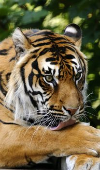 Closeup of Sumatran Tiger (Panthera tigris sumatrae)