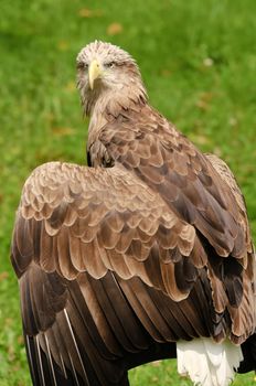 Close up of a White-tailed Eagle (Haliaeetus albicilla)