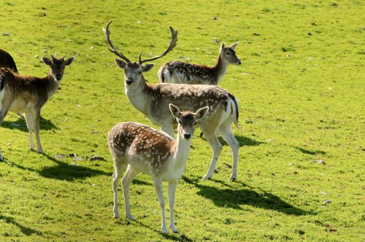 Close up of a Fallow Deer Fawn (Dama dama)