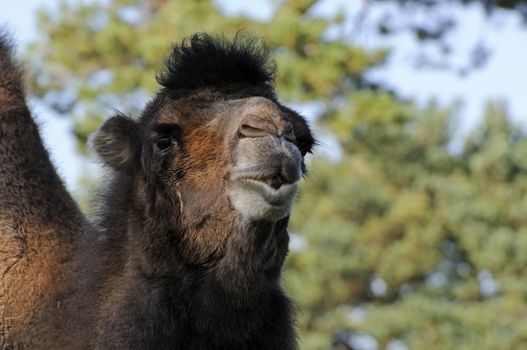 Close up of Bactrian Camel (camelus bactrianus)