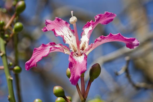 Close up view of the flower of a Silk Floss tree.