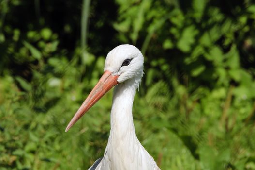 Close up of a White Stork (Ciconia ciconia)