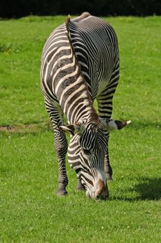 Close up of a Grevys Zebra (Equus grevyi)