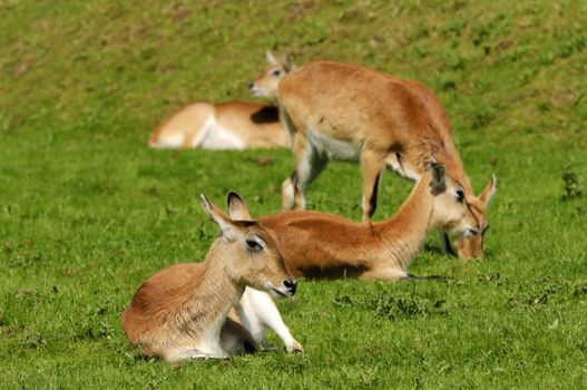 Close up of Kafue Flats Lechwe (Kobus leche kafuensis)