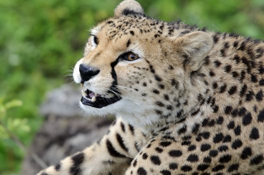 Close up of Cheetah (Acinonyx jubatus soemmeringii)