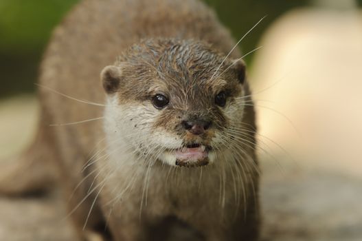 Closeup of Asian short-clawed otter (Aonyx cinerea)