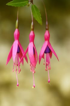 View of three pink fuchsia flowers pending down.