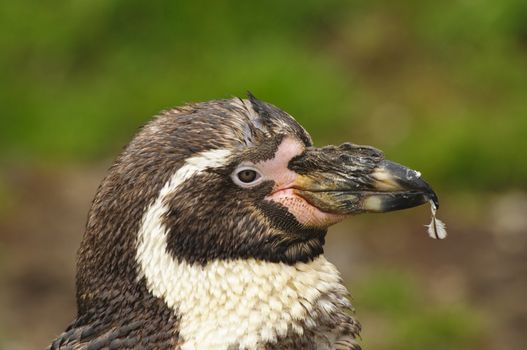 Closeup of a Humboldt Penguin (Spheniscus humboldti)