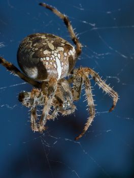 Closeup of a cross spider in its web