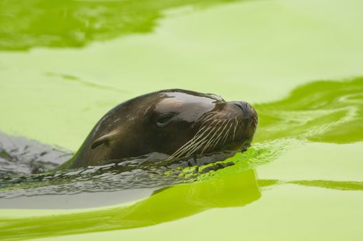 Closeup of a California Sea Lion (Zalophus californianus)