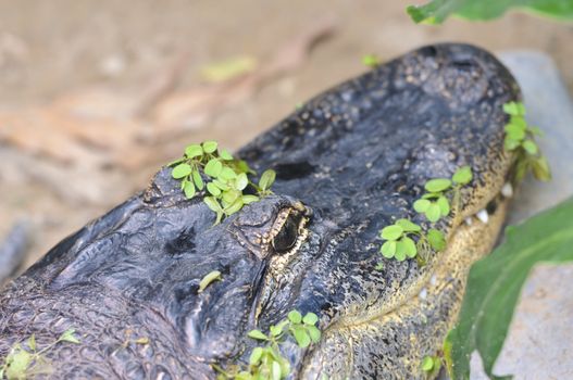 Close up of an Alligator (alligator mississippiensis)