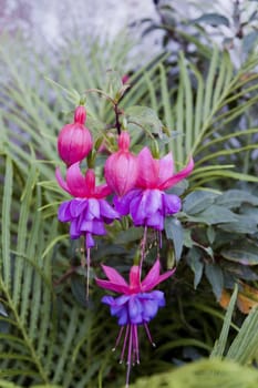 Close up view of a beautiful pink fuchsia flower in the garden.