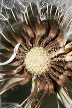 Close up view of a dandelion flower composed of florets and seed pods.