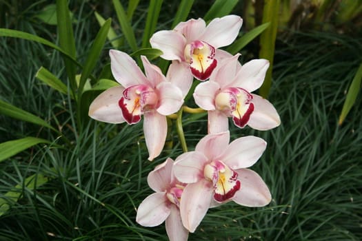 Five pink orchids with greenery in background