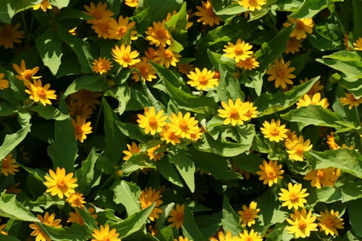 Sunlight on a bed of yellow daisies with large green leaves