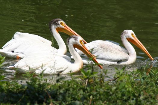 Three pelicans swimming on a lake