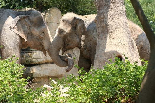 Two elephants with trunks entwined, appear to be kissing