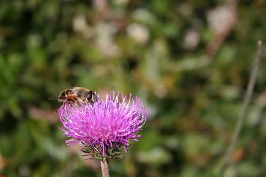 Bee on purple flower