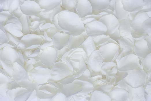 White rose petals texture