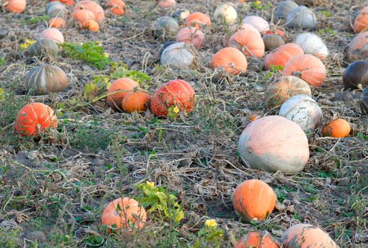 Field of ripe pumpkins