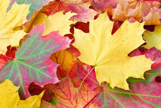 Red and yellow autumn maple leaves