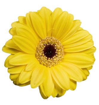 Yellow flower isolated on the white background