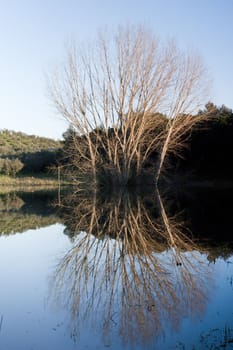 View of the reflection of a tall tree with no leafs submerged on a lake.