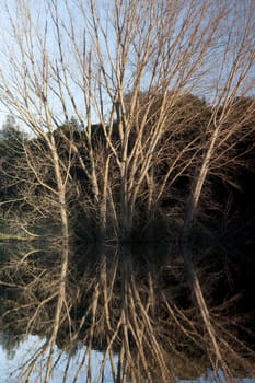 View of the reflection of a tall tree with no leafs submerged on a lake.