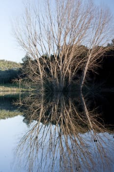 View of the reflection of a tall tree with no leafs submerged on a lake.