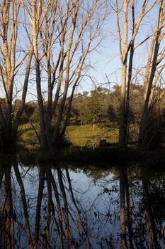 View of the reflection of some tall trees with no leafs submerged on a lake.