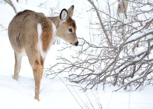 Whitetail deer yearling standing in the woods in winter snow.