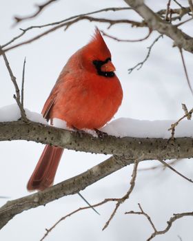 A male cardinal perched on a tree branch.