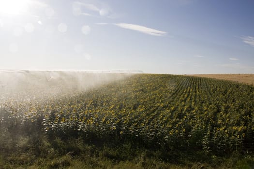 View of a active irrigation system watering a sunflower field.