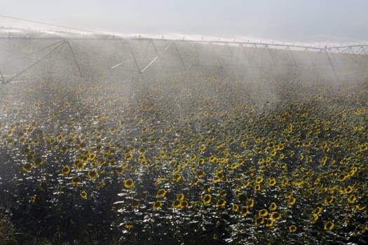 View of a active irrigation system watering a sunflower field.