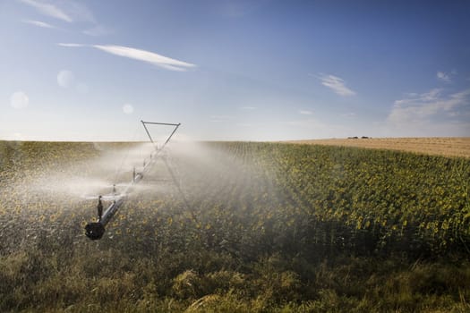 View of a active irrigation system watering a sunflower field.
