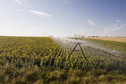 View of a active irrigation system watering a sunflower field.