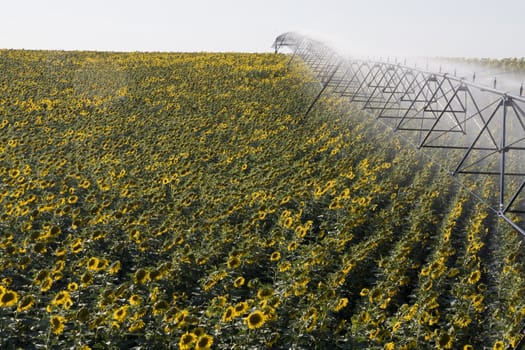 View of a active irrigation system watering a sunflower field.