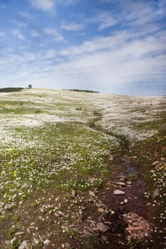 Landscape view of a wide daisy flower field on the countryside.