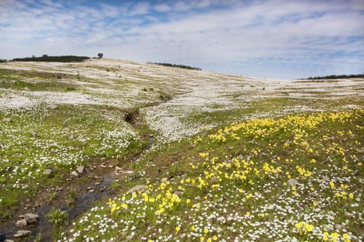 Landscape view of a wide daisy flower field on the countryside.