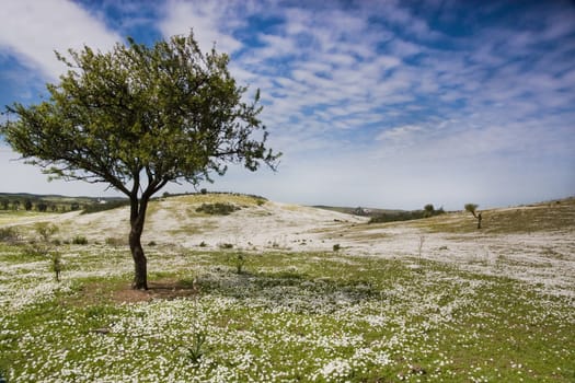 Beautiful view of a daisy flower field on the hills with a almond tree on the left side.