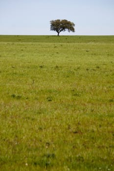 View of a beautiful green hill with a lonely tree on the middle.