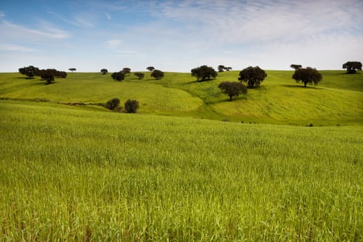View of a beautiful green hill with scattered trees on the spring.