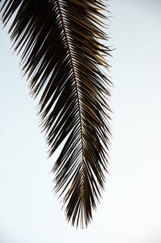 Isolated view of the leaf of a palm tree. 