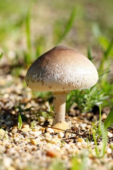 Small and close up view of a mushroom on the wild.