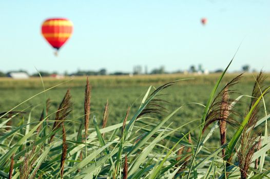 Picture of colorful hot air balloons on a summer day