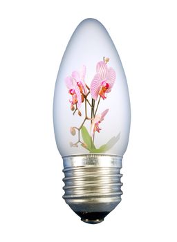 Pink flowers in the light bulb on the white background